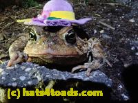 /home//u458753944/public_html/sourcegallery////////////Roxborough Toad Detour/2021/2021-03-26/P3260023.JPG